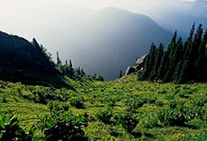 black olive, extra olive oil